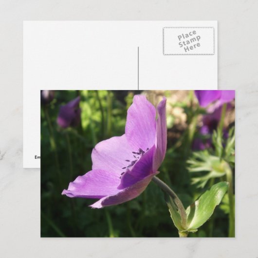 Anemone Garden Poscard Briefkaart (Voorkant / Achterkant)