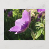 Anemone Garden Poscard Briefkaart (Voorkant)