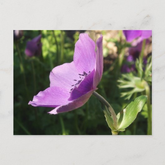Anemone Garden Poscard Briefkaart (Voorkant)