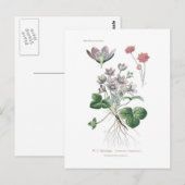 Anemone hepatica briefkaart (Voorkant / Achterkant)