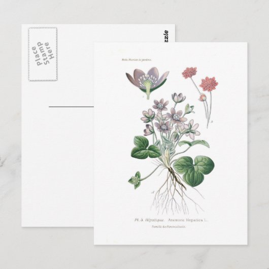 Anemone hepatica briefkaart (Voorkant / Achterkant)