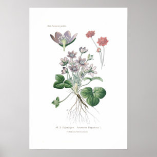 Anemone hepatica poster