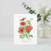 Anemone hortensis briefkaart (Staand voorkant)