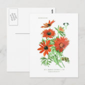 Anemone hortensis briefkaart (Voorkant / Achterkant)