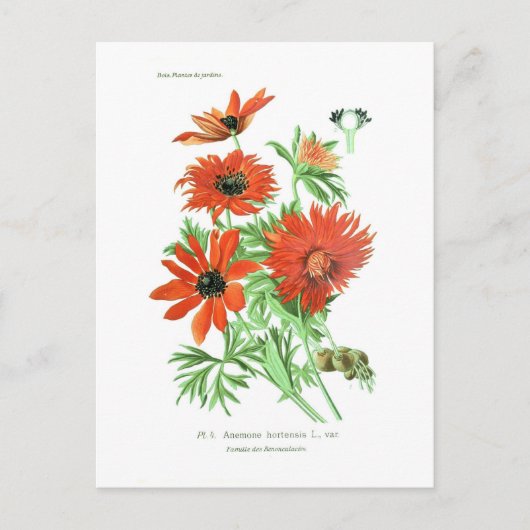 Anemone hortensis briefkaart (Voorkant)