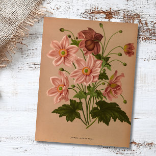 Anemone Japonica Rosea Exquisite  Botanical Briefkaart