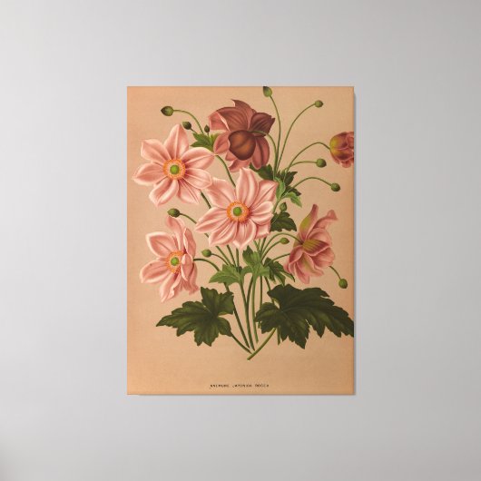Anemone Japonica Rosea Exquisite  Botanical Canvas Afdruk (Voorkant)