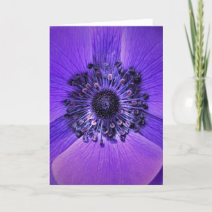 Anemone, kaart
