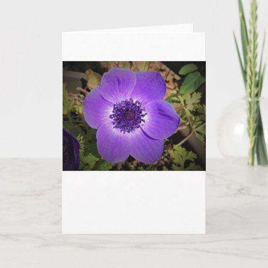 Anemone, kaart (Voorkant)