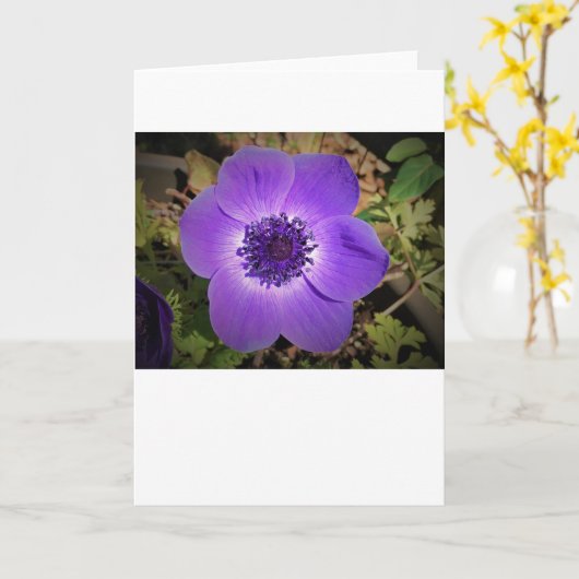 Anemone, kaart (Gele Bloem)