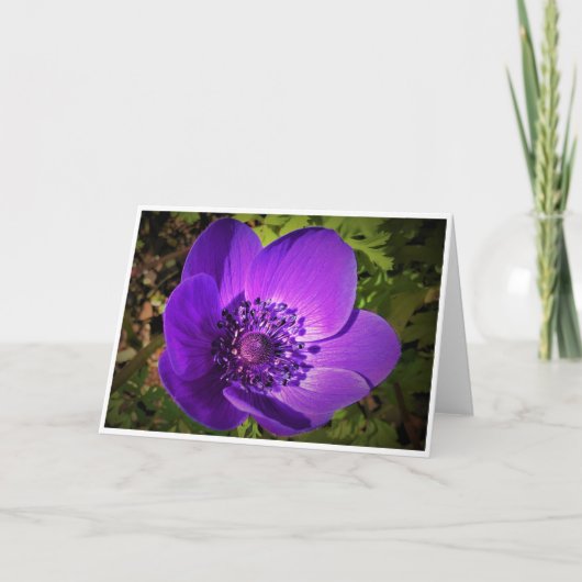 Anemone, kaart (Voorkant)