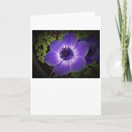 Anemone, kaart (Voorkant)