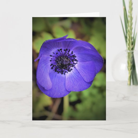Anemone, kaart (Voorkant)