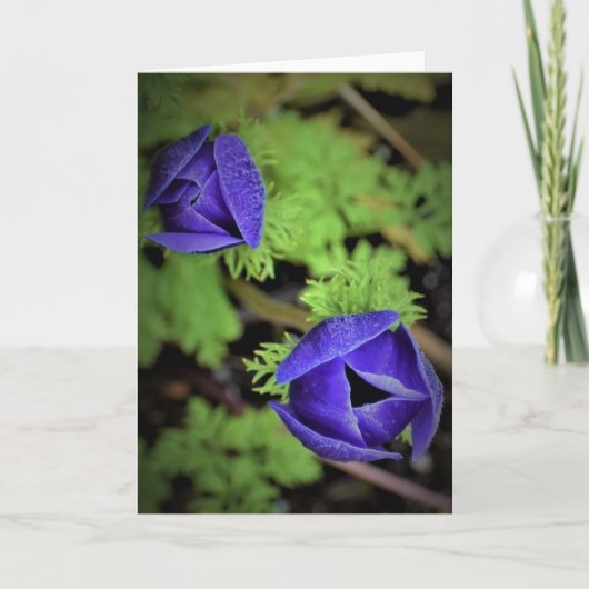 Anemone, kaart (Voorkant)