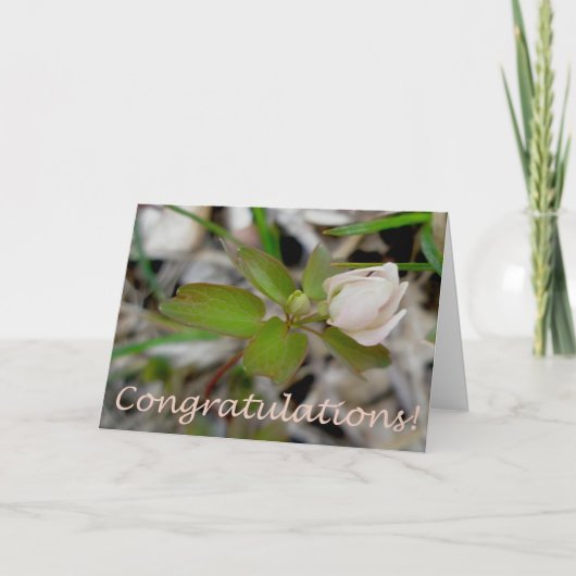 Anemone Knop Congratulatiekaart Kaart (Voorkant)