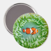 Anemone Magnet (Voorkant / Achterkant)