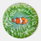 Anemone Magnet (Voorkant)