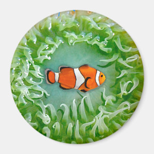 Anemone Magnet