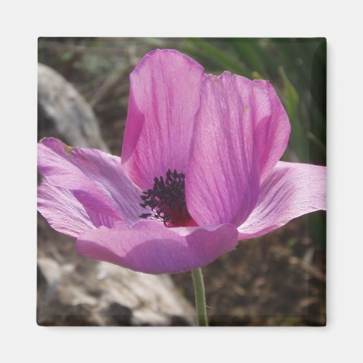 Anemone Magnet (Voorkant)