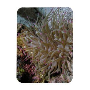 Anemone Magnet met roze tippen Magneet