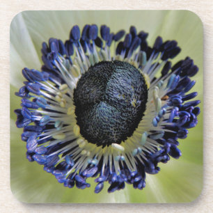 Anemone Mistral Panda Bier Onderzetter