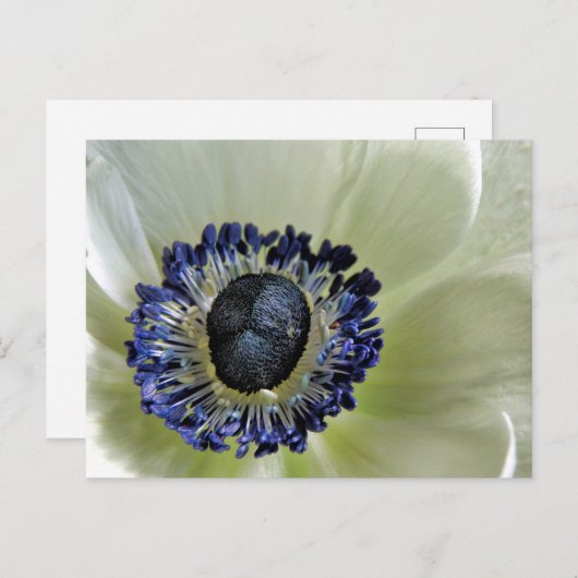 Anemone Mistral Panda Briefkaart (Voorkant / Achterkant)