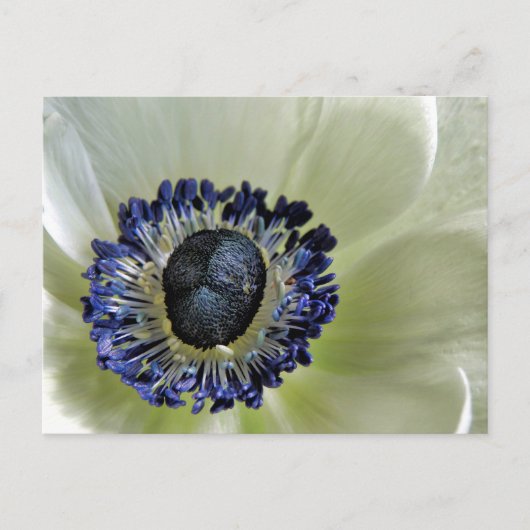 Anemone Mistral Panda Briefkaart (Voorkant)