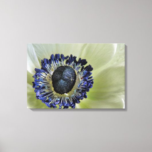 Anemone Mistral Panda Canvas Afdruk (Voorkant)