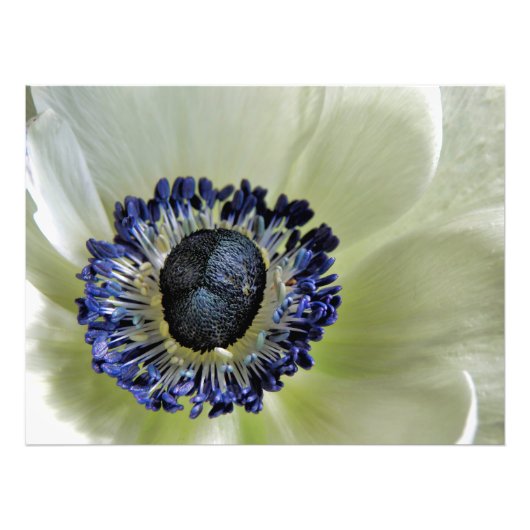 Anemone Mistral Panda Foto Afdruk (Voorkant)