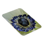 Anemone Mistral Panda Magneet (Rechterzijde)
