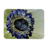 Anemone Mistral Panda Magneet (Horizontaal)