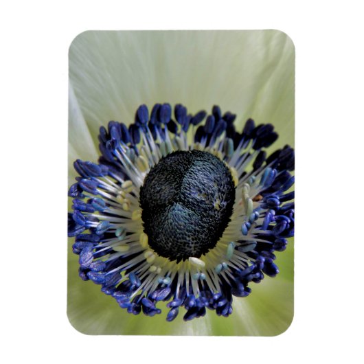 Anemone Mistral Panda Magneet (Verticaal)