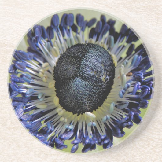 Anemone Mistral Panda Zandsteen Onderzetter (Voorkant)