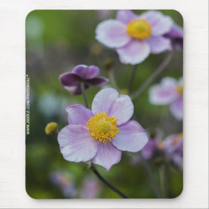 Anemone Muismat