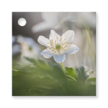 Anemone Natuur Foto