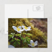 Anemone nemorosa-windbloem briefkaart (Voorkant / Achterkant)