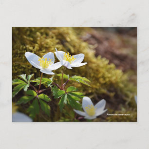 Anemone nemorosa-windbloem briefkaart