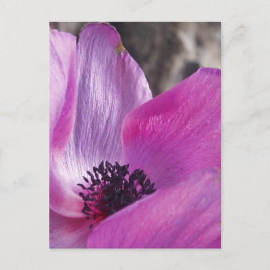 Anemone Petals Briefkaart (Voorkant)