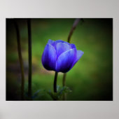 Anemone Poster (Voorkant)