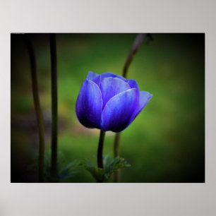 Anemone Poster