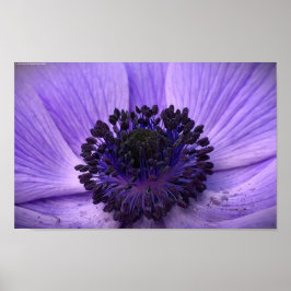 Anemone Poster