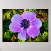 Anemone Poster (Voorkant)