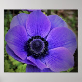 Anemone Poster (Voorkant)