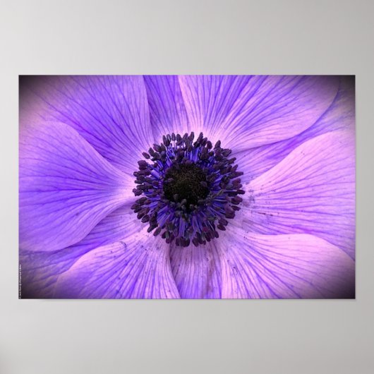 Anemone Poster (Voorkant)