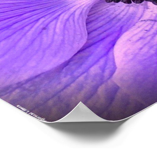 Anemone Poster (Hoek)