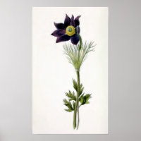 "Anemone Pulsatilla" Vintage Illustration