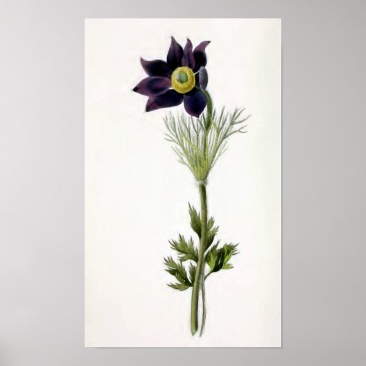 "Anemone Pulsatilla" Vintage Illustration Poster (Voorkant)