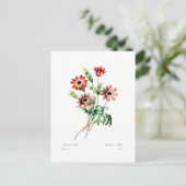 Anemone stellata briefkaart (Staand voorkant)