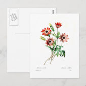 Anemone stellata briefkaart (Voorkant / Achterkant)