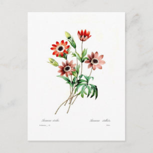 Anemone stellata briefkaart